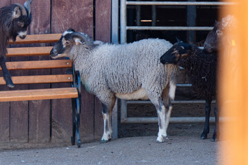 Group of Domesticated Sheep and Goats Standing by a Wooden Bench on a Farm © dizfoto1973