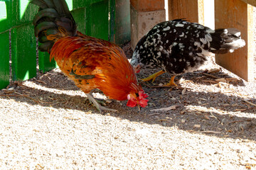Vibrant Orange Rooster and Speckled Black and White Hen Pecking for Food in a Sunny Farmyard © dizfoto1973