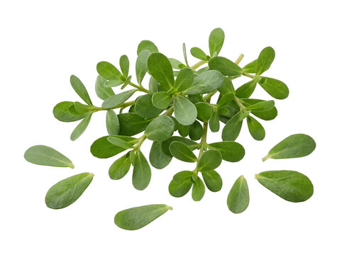 Fresh Brahmi Bacopa Monnieri Leaves PNG with Transparent Background