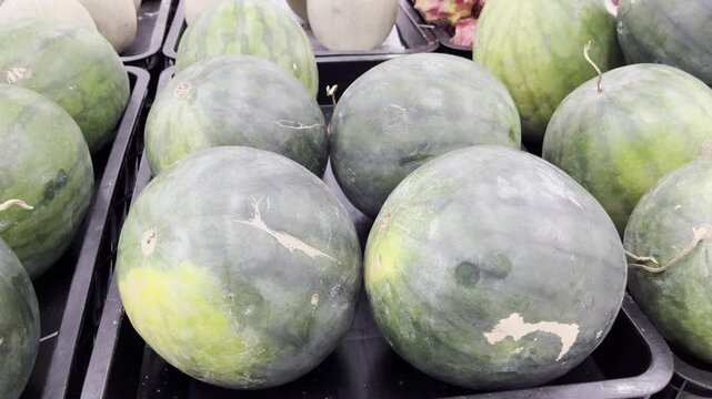 Fresh Ripe Striped Watermelons Stacked on Retail Supermarket Shelf