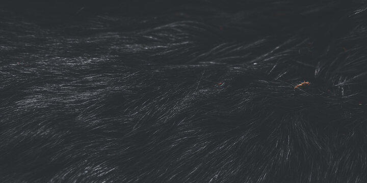 The background texture is thick and shiny black goat fur or hair.