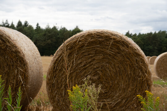 Feld mit Heuballen am Wegesrand in der Region Teutoburger Wald