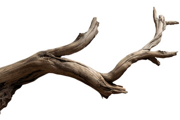 Fototapeta premium Forked weathered tree branch isolated on transparent background