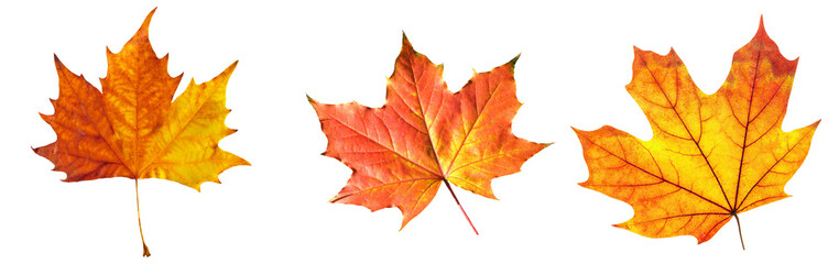 beautiful vibrant autumn maple leaves displaying stunning orange, red, and yellow hues against black backdrop.