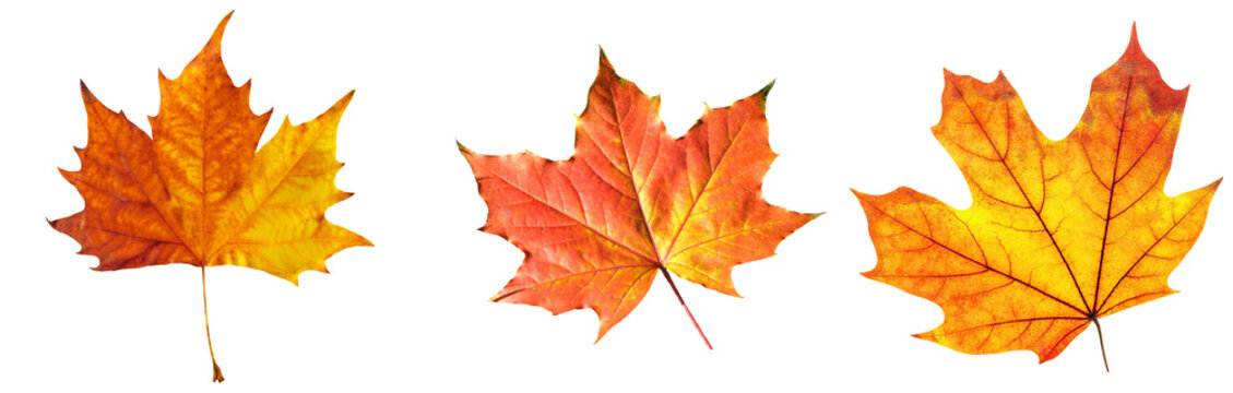 beautiful vibrant autumn maple leaves displaying stunning orange, red, and yellow hues against black backdrop.