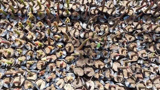 Mangrove Propagules in Coastal Nursery