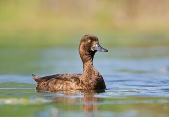 Fototapeta premium Tufted duck (Aythya fuligula)