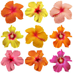 Vibrant collection of nine hibiscus flowers in diverse colors, showcasing full bloom. © Trieu