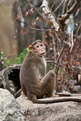 座って振り向くボンネットモンキー © osaru_photos