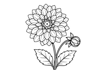 Obraz premium Dahlia Flower Bloom and Bud Botanical Sketch in Black and White Line Art