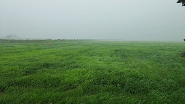 Slow motion shot of heavy rain and green rice sway by the wind.