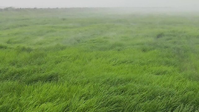 Slow motion shot of heavy rain and green rice sway by the wind.