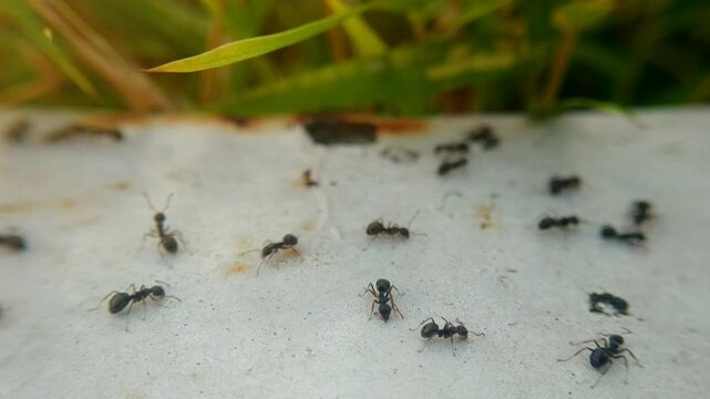 Macro footage of many black ants crawling and walking on a white textured surface with blurred green grass background.