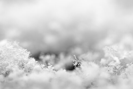 Close up delicate natural snowflakes resting on a cold surface capturing intricate crystalline patterns with a soft blurred background that emphasizes the gentle beauty of winter weather in nature
