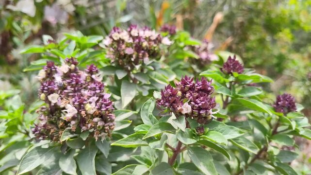 holy basil plant thulsi in garden, close up of  flowers