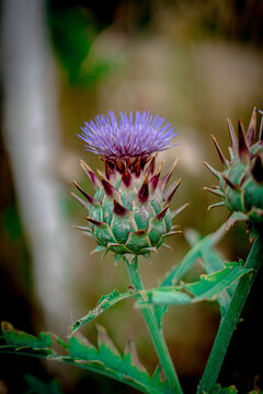 Purple Thistle Flower On Spiky Artichoke Bud Close-Up With Green Stem And Soft Background
