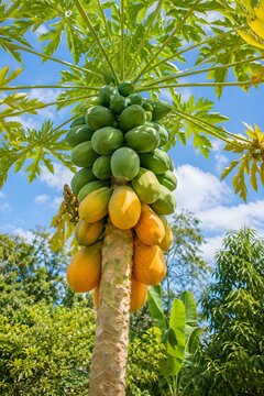 Papaya Tree with Ripe and Unripe Fruits