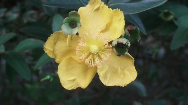yellow petaled flower with a pistil and stamens is centered in front of dark green foliage. flower has five petals, with one petal slightly damaged along the edge. dark green leaves form a background.