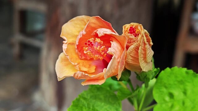 Orange hibiscus flowers blooming in a pair.