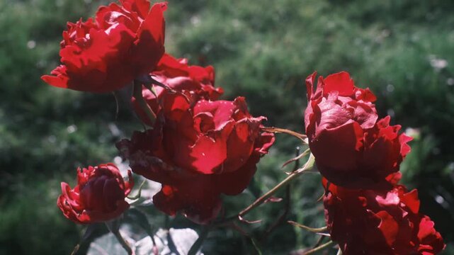 Vibrant red roses grow in a quiet garden under the warm glow of late afternoon sun as petals sway softly in a gentle breeze while plants flourish in the peaceful outdoors surrounded by green grass.