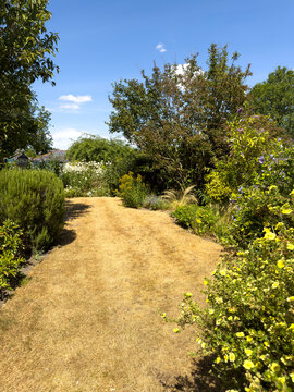 Hampshire England UK. 01.08.2026. English country garden during a dry weather period resulting in a parched lawn with dried grass.