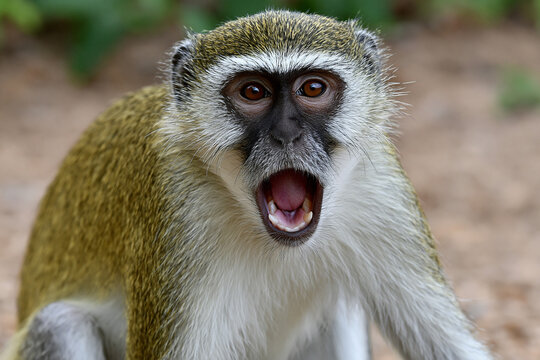 Wild monkey displays teeth in daylight