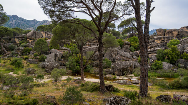 Rocky Landscape with Stone Pines Among Granite Boulders