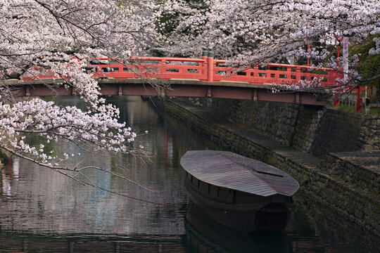 pink cherry blossom with red bridge at Ogaki in Japan