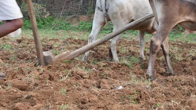 Farmer running a Wooden plow in his field. The farmer is preparing his field for sowing. An old indian farmer running a plow with an ox. A farmer earthen field using a traditional wooden plow pulled.