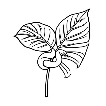 Monstera leaf with coiled snake set featuring tropical foliage and reptile with botanical and nature elements and organic textures
