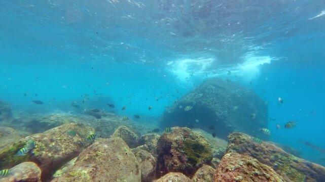 Sergeant Major Damselfish Schooling over Boulder Reef, Indonesia, Slow Motion