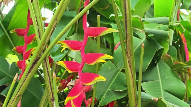 Red Heliconia rostrata flower in tropical garden.
