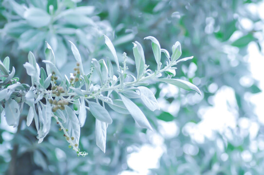 Silver Leaved Buttonwood or Conocarpus erectus var sericeus Fors ex DC or Combretaceae or silver leaf