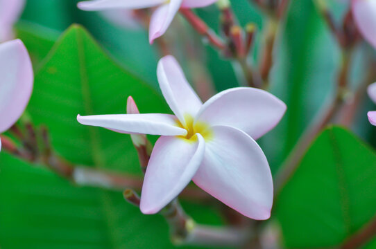 frangipani, frangipani flower or pagoda tree or temple tree with flowers or pink flower