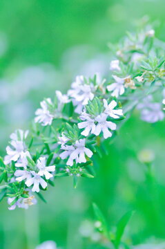 Coastal Rosemary, Cunila fruticosa or Native Rosemary or  Westringia fruticosa Smokey or Westringia fruticosa Willd Druce or white flower