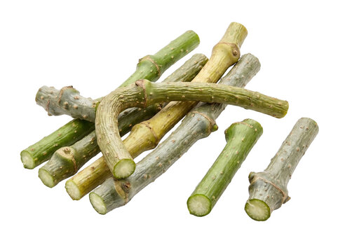 Fresh Giloy Guduchi Stem Pieces PNG with Transparent Background