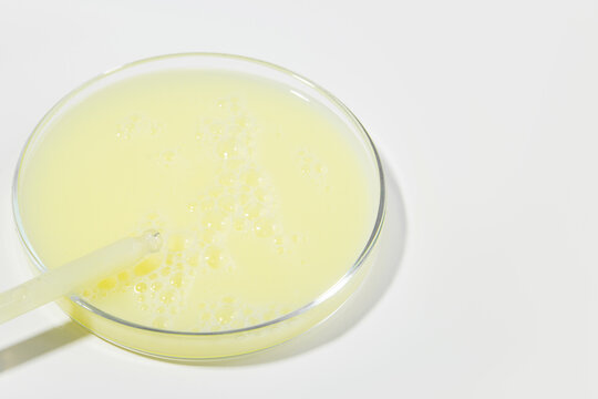 Glass Pipette dispending Yellow Cosmetic Fluid in Petri Dish on Light Background