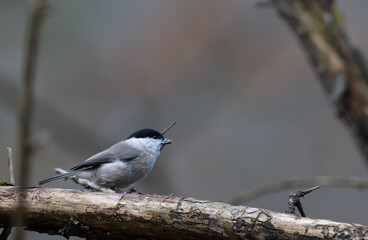 Marsh tit bird perching on branch holding seed © Aleksander Bolbot