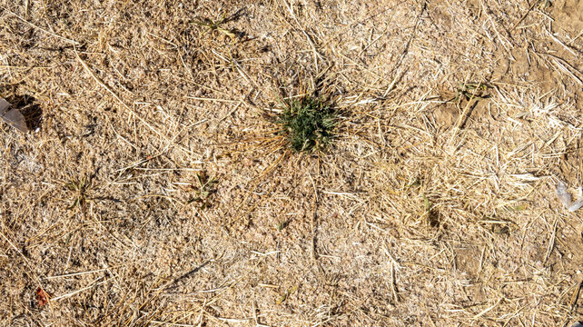 Peque&ntilde;a planta verde sobre suelo seco de hierba marchita