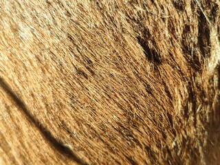 Brown Goat Hair Detailed Texture © Opik