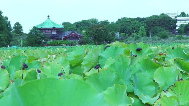 上野不忍池の蓮