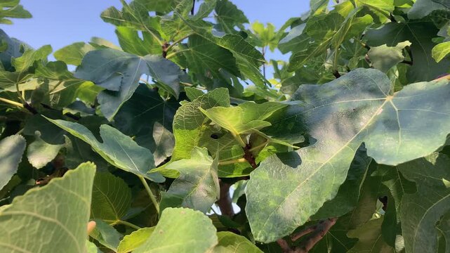 &Aacute;rbol higuera detalle hojas y higos