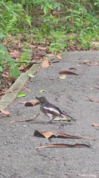 Oriental Magpie-Robin bird catching and eating a worm on asphalt ground in park.