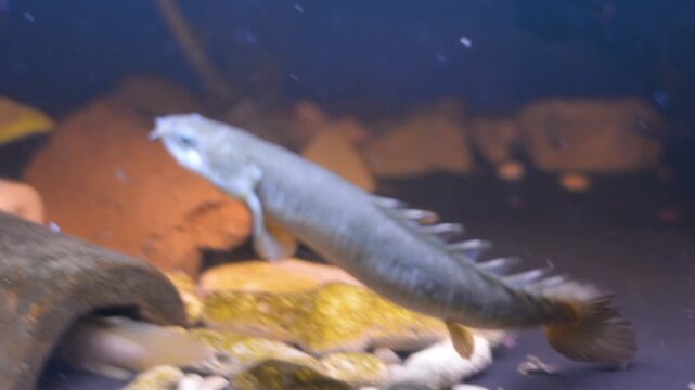 Senegal Bichir Fish Walking Substrate Exotic Aquarium
