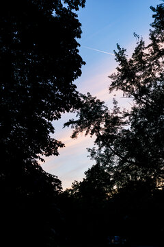 Sunset glow through the treetops