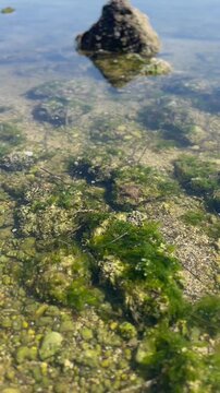 Petit crabe et jeune baleine dans la mer
