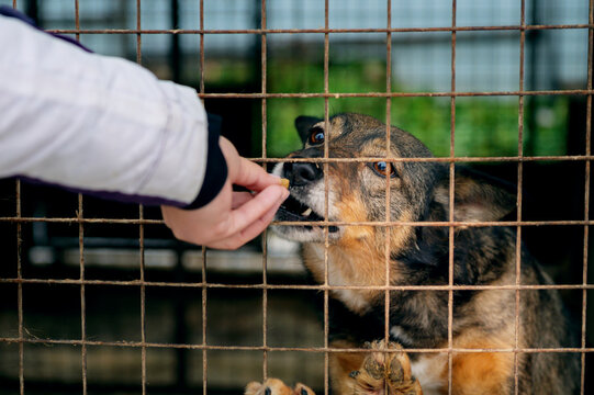 Female Volunteer Hand Feeding Homeless Dogs at Animal Shelter