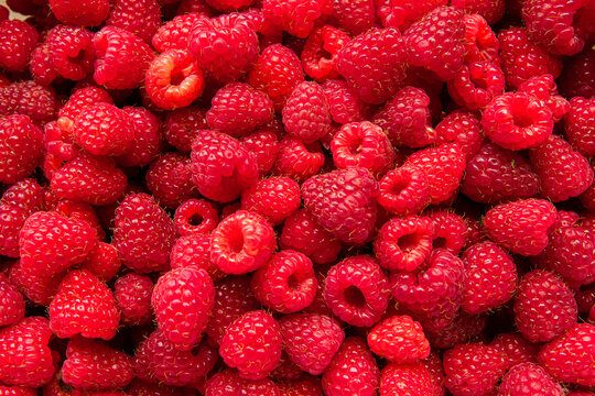 Tytuł: Fresh ripe raspberries arranged densely to form a natural organic pattern | Świeże, dojrzałe maliny ułożone gęsto, tworzące naturalny, organiczny wz&oacute;r