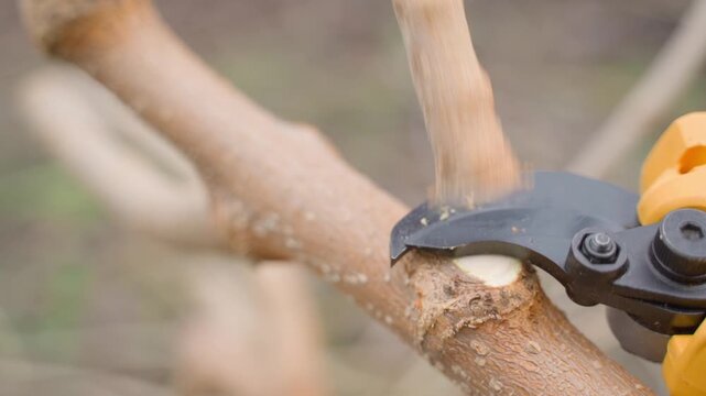 Cutting tree branch with electric pruner close-up. Gardener working in spring garden