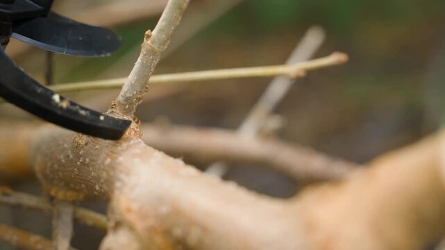 Cutting tree branch with electric pruner close-up. Gardener working in spring garden